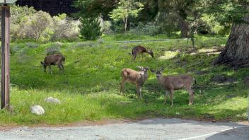 deer on grassland