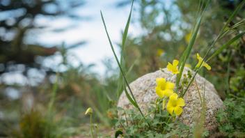 Flowers around Asilomar grounds
