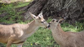 Deer cleaning each other