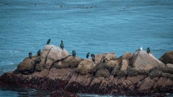 Birds outside aquarium
