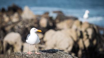 Seagull on a rock