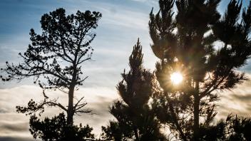 Sunset through trees