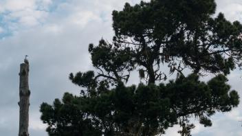 Seagull on tall tree stump