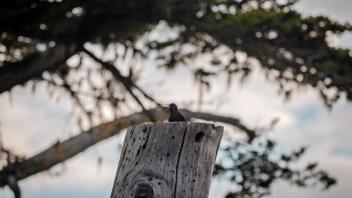 Small bird calls out